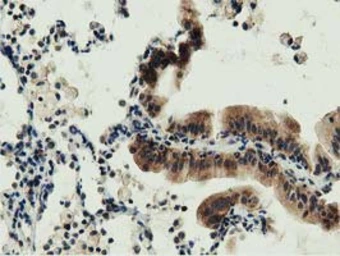 Anti-DNAJA2 antibody [3H10] used in IHC (Paraffin sections) (IHC-P). GTX84609