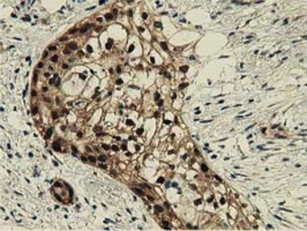 Anti-DNAJA2 antibody [3H10] used in IHC (Paraffin sections) (IHC-P). GTX84609