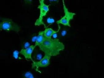 Anti-DNAJA2 antibody [3A1] used in Immunocytochemistry/ Immunofluorescence (ICC/IF). GTX84610