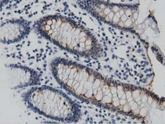 Anti-DNAJA2 antibody [3A1] used in IHC (Paraffin sections) (IHC-P). GTX84610