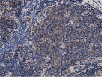 Anti-DNAJA2 antibody [3A1] used in IHC (Paraffin sections) (IHC-P). GTX84610
