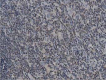 Anti-DNAJA2 antibody [3A1] used in IHC (Paraffin sections) (IHC-P). GTX84610