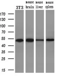 Anti-DNAJA2 antibody [3A1] used in Western Blot (WB). GTX84610