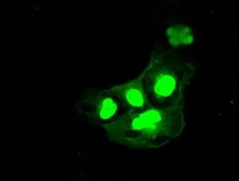 Anti-ICAD antibody [3F12] used in Immunocytochemistry/ Immunofluorescence (ICC/IF). GTX84620
