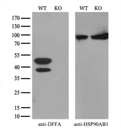 Anti-ICAD antibody [3F12] used in Western Blot (WB). GTX84620