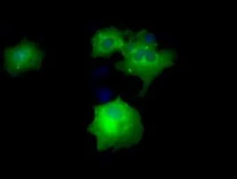 Anti-DAP Kinase 2 antibody [1F7] used in Immunocytochemistry/ Immunofluorescence (ICC/IF). GTX84630