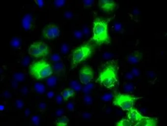 Anti-CYP2E1 antibody [5B9] used in Immunocytochemistry/ Immunofluorescence (ICC/IF). GTX84636