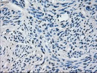 Anti-CYP2E1 antibody [5B9] used in IHC (Paraffin sections) (IHC-P). GTX84636