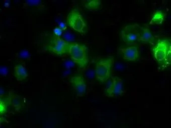Anti-CYP1A2 antibody [6E2] used in Immunocytochemistry/ Immunofluorescence (ICC/IF). GTX84639