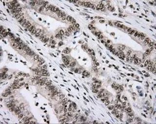 Anti-CYP1A2 antibody [6E2] used in IHC (Paraffin sections) (IHC-P). GTX84639