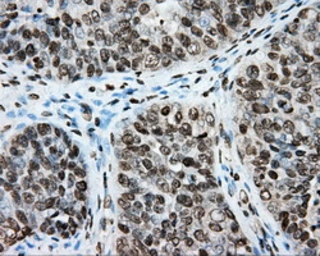 Anti-CYP1A2 antibody [6E2] used in IHC (Paraffin sections) (IHC-P). GTX84639