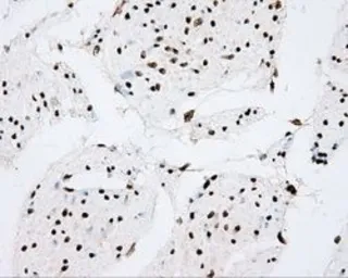 Anti-CYP1A2 antibody [6E2] used in IHC (Paraffin sections) (IHC-P). GTX84639