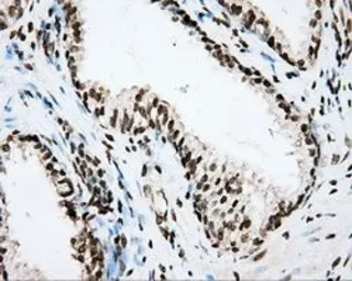 Anti-CYP1A2 antibody [6E2] used in IHC (Paraffin sections) (IHC-P). GTX84639