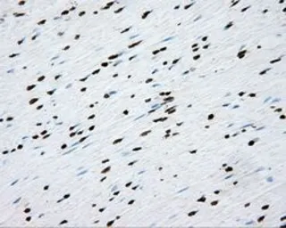 Anti-CYP1A2 antibody [6E2] used in IHC (Paraffin sections) (IHC-P). GTX84639