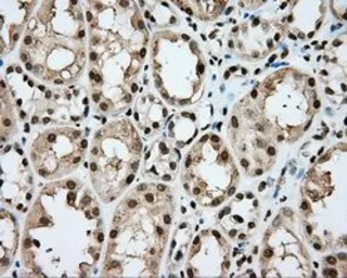 Anti-CYP1A2 antibody [6E2] used in IHC (Paraffin sections) (IHC-P). GTX84639