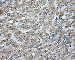 Anti-CYP1A2 antibody [6E2] used in IHC (Paraffin sections) (IHC-P). GTX84639