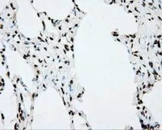 Anti-CYP1A2 antibody [6E2] used in IHC (Paraffin sections) (IHC-P). GTX84639