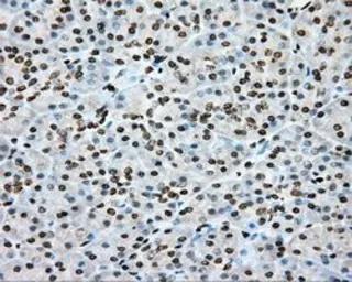 Anti-CYP1A2 antibody [6E2] used in IHC (Paraffin sections) (IHC-P). GTX84639