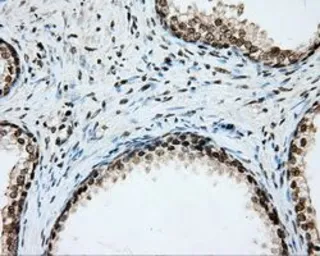 Anti-CYP1A2 antibody [6E2] used in IHC (Paraffin sections) (IHC-P). GTX84639