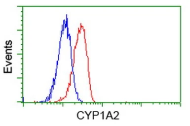 Anti-CYP1A2 antibody [6E2] used in Flow cytometry (FCM). GTX84639