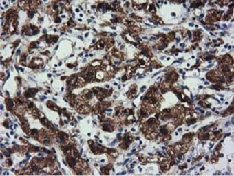 Anti-CYB5R3 antibody [2A10] used in IHC (Paraffin sections) (IHC-P). GTX84646