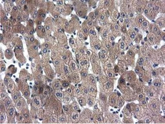 Anti-CYB5R3 antibody [2A10] used in IHC (Paraffin sections) (IHC-P). GTX84646
