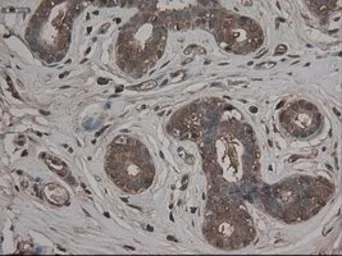 Anti-CPA1 antibody [4F1] used in IHC (Paraffin sections) (IHC-P). GTX84667