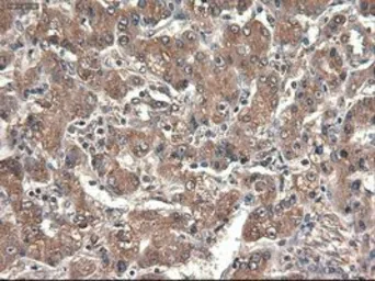 Anti-CPA1 antibody [4F1] used in IHC (Paraffin sections) (IHC-P). GTX84667