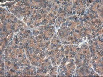 Anti-CPA1 antibody [4F1] used in IHC (Paraffin sections) (IHC-P). GTX84667