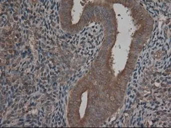 Anti-CPA1 antibody [4F1] used in IHC (Paraffin sections) (IHC-P). GTX84667