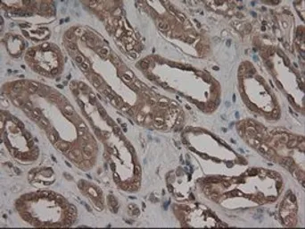Anti-CPA1 antibody [4F1] used in IHC (Paraffin sections) (IHC-P). GTX84667