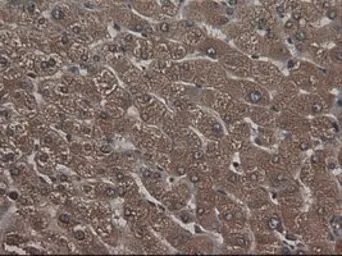 Anti-CPA1 antibody [4F1] used in IHC (Paraffin sections) (IHC-P). GTX84667