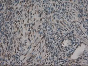 Anti-CPA1 antibody [4F1] used in IHC (Paraffin sections) (IHC-P). GTX84667