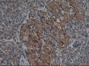Anti-CPA1 antibody [4F1] used in IHC (Paraffin sections) (IHC-P). GTX84667