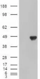 Anti-CPA1 antibody [4F1] used in Western Blot (WB). GTX84667