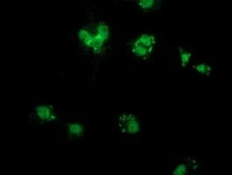 Anti-COX6B2 antibody [1F5] used in Immunocytochemistry/ Immunofluorescence (ICC/IF). GTX84668