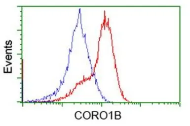 Anti-Coronin 1B antibody [3D10] used in Flow cytometry (FCM). GTX84676