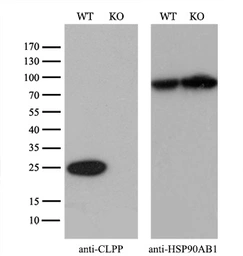 Anti-CLPP antibody [1D3] used in Western Blot (WB). GTX84678