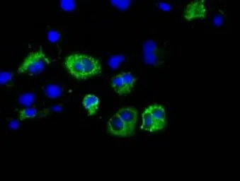 Anti-CISD1 antibody [2B3] used in Immunocytochemistry/ Immunofluorescence (ICC/IF). GTX84683