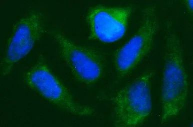 Anti-CISD1 antibody [2B3] used in Immunocytochemistry/ Immunofluorescence (ICC/IF). GTX84683