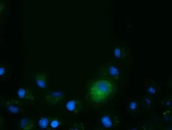 Anti-CD80 antibody [1E9] used in Immunocytochemistry/ Immunofluorescence (ICC/IF). GTX84698
