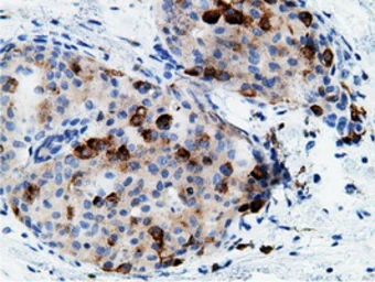 Anti-CD80 antibody [2E5] used in IHC (Paraffin sections) (IHC-P). GTX84700
