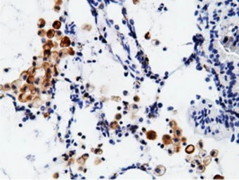 Anti-CD80 antibody [2E5] used in IHC (Paraffin sections) (IHC-P). GTX84700