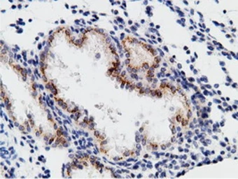 Anti-CD80 antibody [2E5] used in IHC (Paraffin sections) (IHC-P). GTX84700