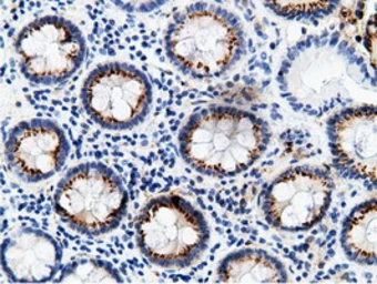 Anti-CD80 antibody [2E5] used in IHC (Paraffin sections) (IHC-P). GTX84700