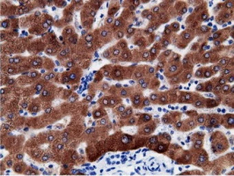 Anti-CD80 antibody [2E5] used in IHC (Paraffin sections) (IHC-P). GTX84700