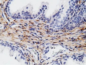 Anti-CD80 antibody [2E5] used in IHC (Paraffin sections) (IHC-P). GTX84700