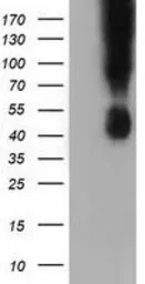 Anti-CD80 antibody [2E5] used in Western Blot (WB). GTX84700