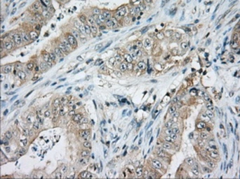 Anti-CD5 antibody [7A7] used in IHC (Paraffin sections) (IHC-P). GTX84709
