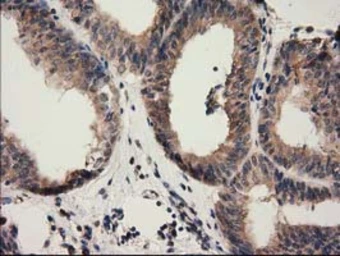 Anti-CBWD1 antibody [4E8] used in IHC (Paraffin sections) (IHC-P). GTX84728